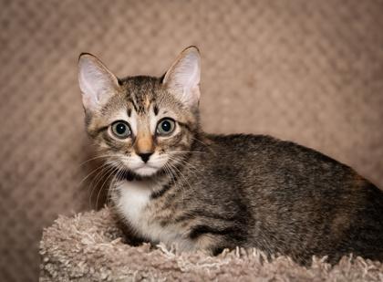 Enlarge Juno, a Adoptable Domestic Short Hair in Santa Fe, TX image 2/3