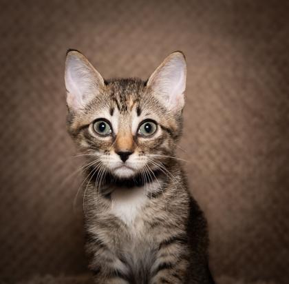Enlarge Juno, a Adoptable Domestic Short Hair in Santa Fe, TX image 1/3