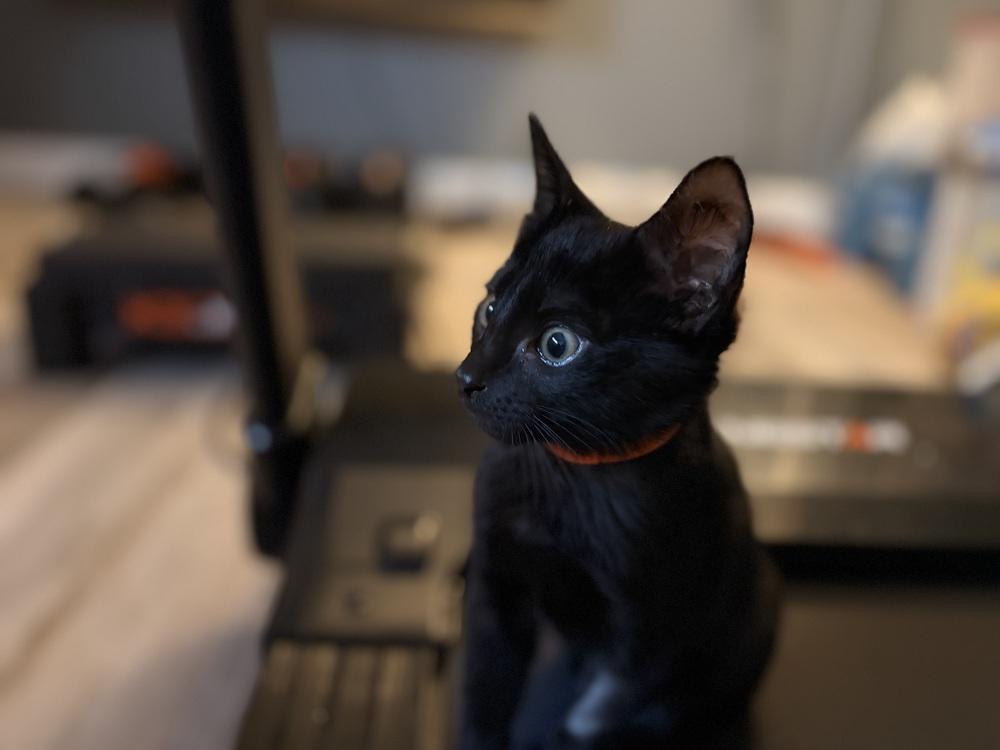 Boo, Adoptable, Kitten Male Domestic Short Hair.