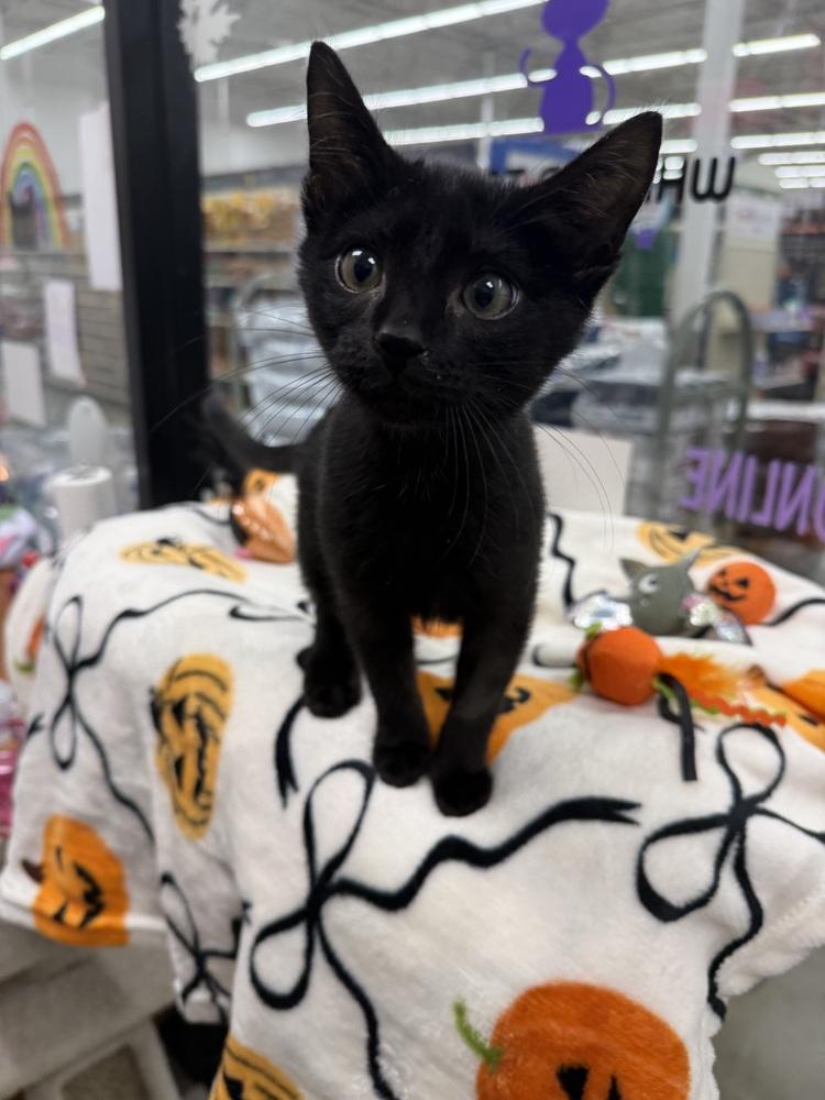 Enlarge Boo, a Adoptable Domestic Short Hair in Orlando, FL image 2/6