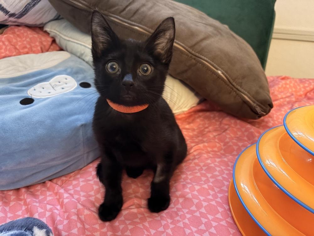 Enlarge Boo, a Adoptable Domestic Short Hair in Orlando, FL image 3/6