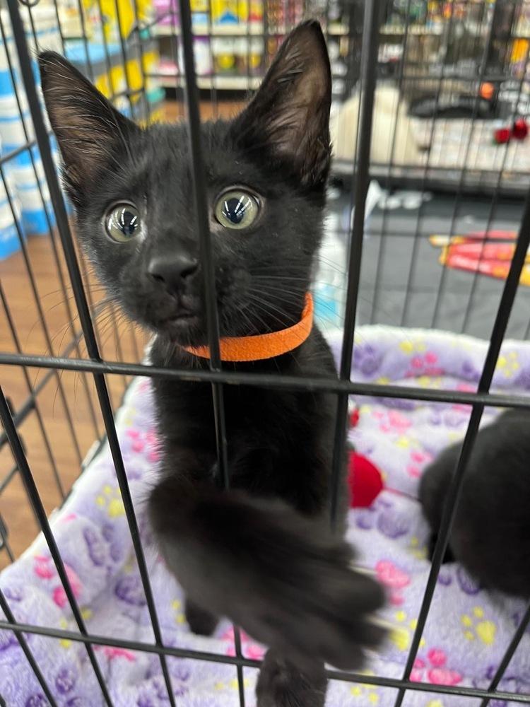 Enlarge Boo, a Adoptable Domestic Short Hair in Orlando, FL image 4/6