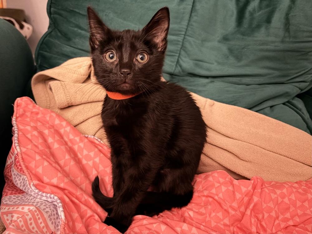 Enlarge Boo, a Adoptable Domestic Short Hair in Orlando, FL image 5/6
