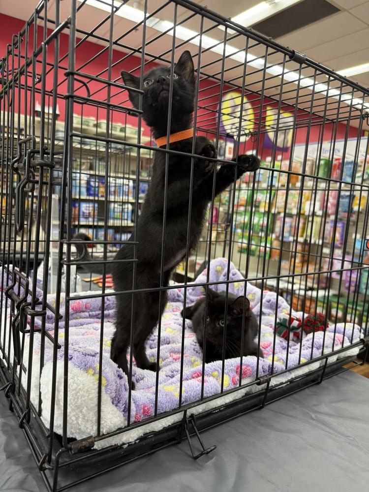 Enlarge Boo, a Adoptable Domestic Short Hair in Orlando, FL image 6/6