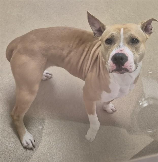 Enlarge PIXIE CHICK, a Adoptable Pit Bull Terrier in Decatur, IL image 1/1