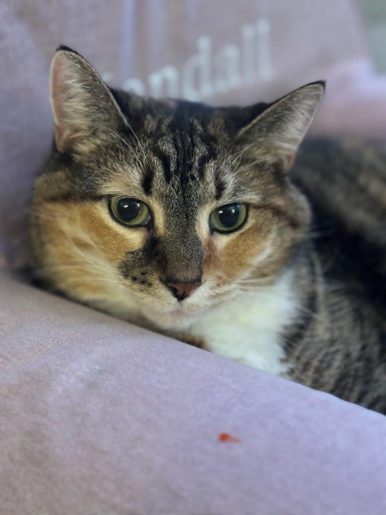 Nora, Adoptable, Senior Female Domestic Short Hair.