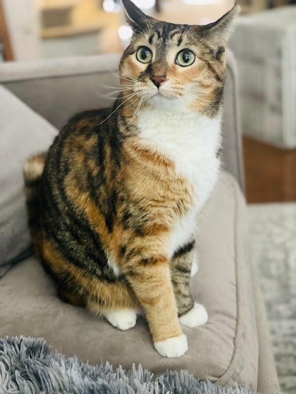Enlarge Nora, a Adoptable mixed breed in Newnan, GA image 2/4