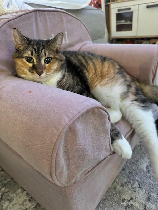 Enlarge GP-Nora, a Adoptable mixed breed in Newnan, GA image 4/4