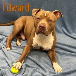 Enlarge Edward, a Adoptable mixed breed in Pleasantville, NJ image 1/1