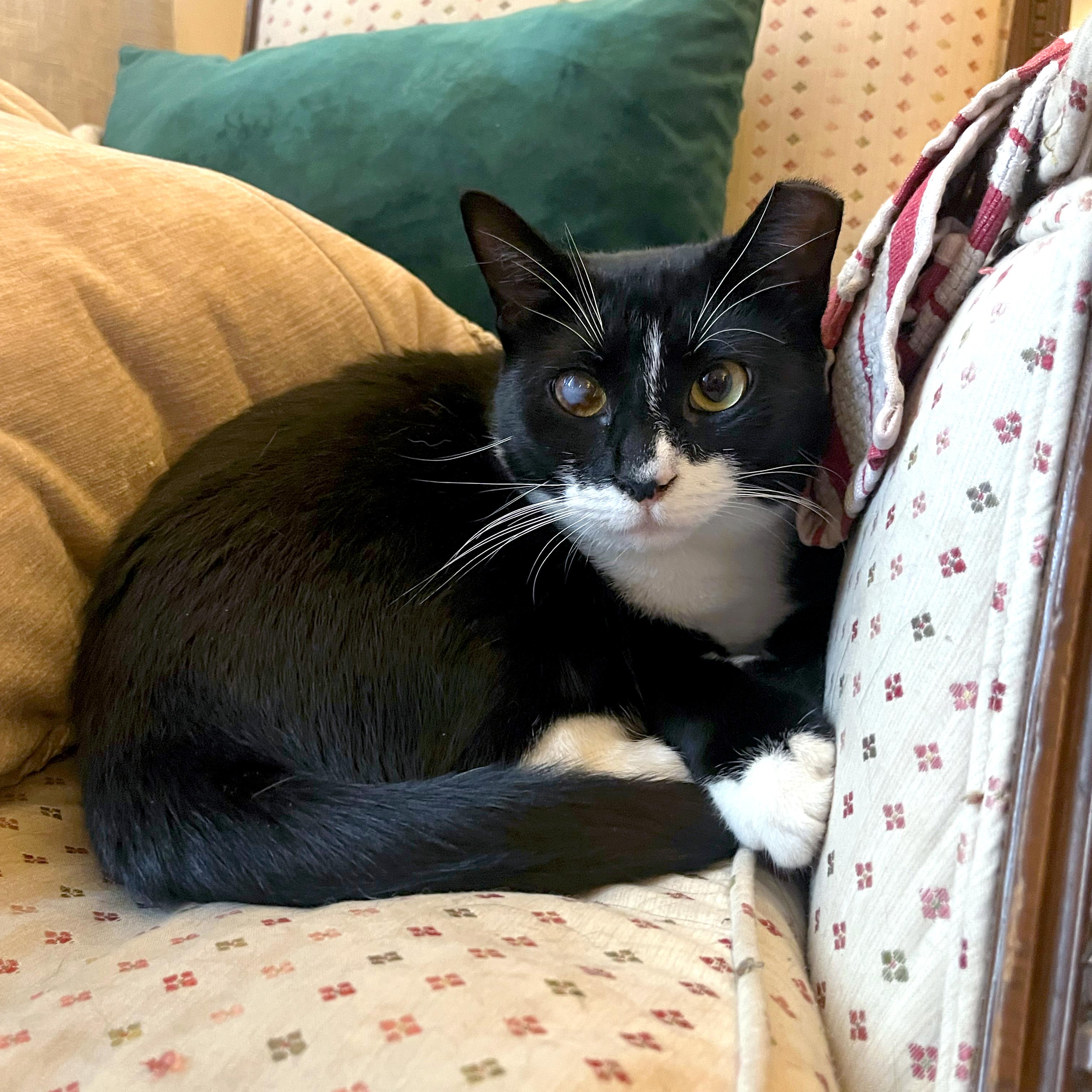 Enlarge Nora, a ADOPTABLE American Shorthair in New York, NY image 1/6