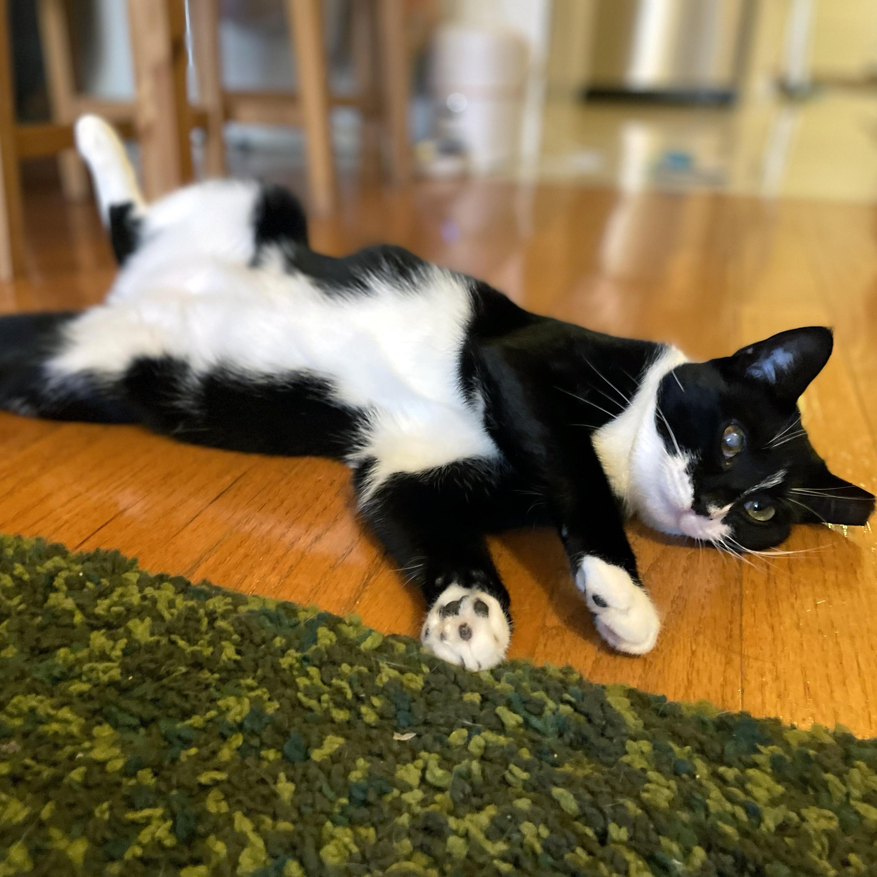 Enlarge Nora, a ADOPTABLE American Shorthair in New York, NY image 4/6