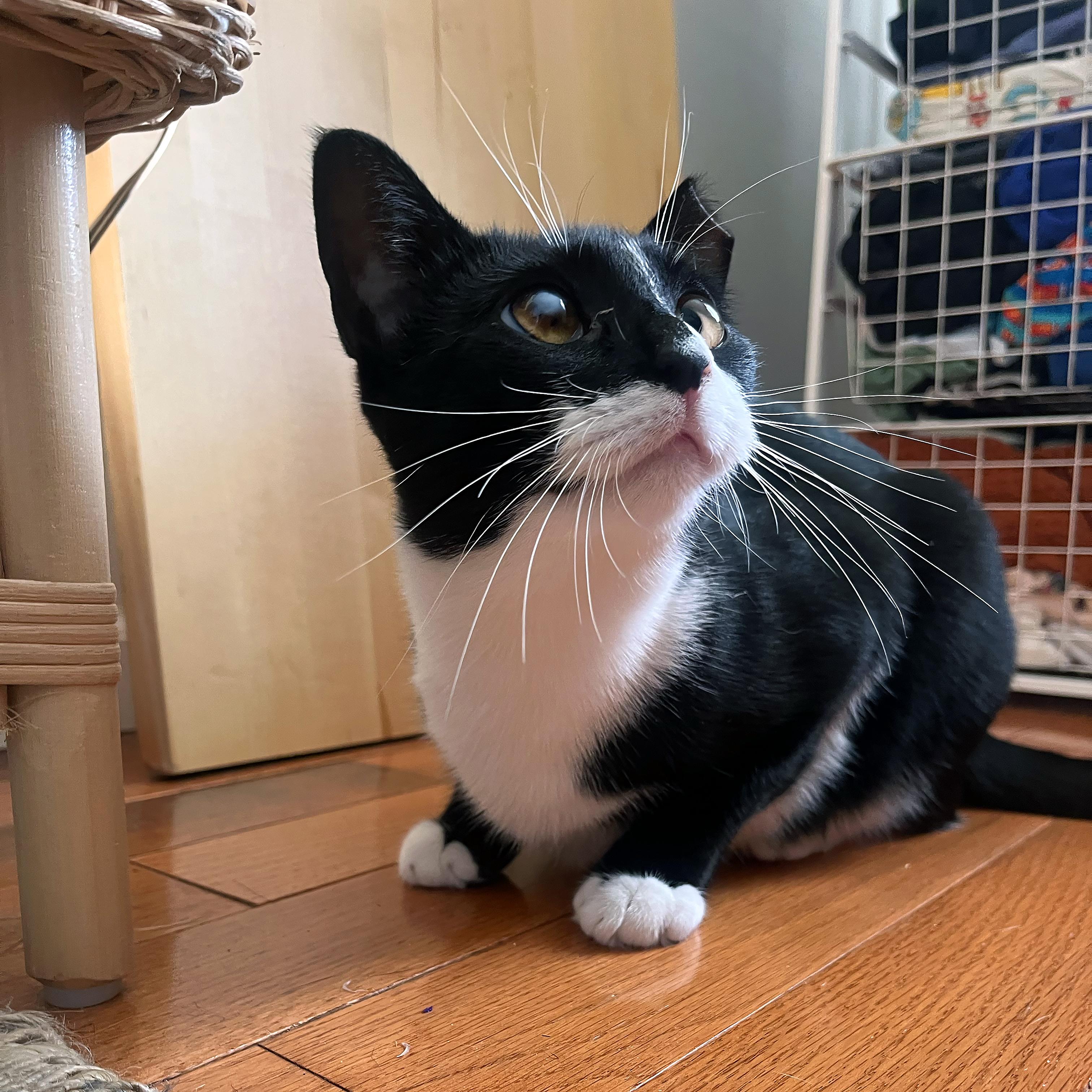 Enlarge Nora, a ADOPTABLE American Shorthair in New York, NY image 2/6