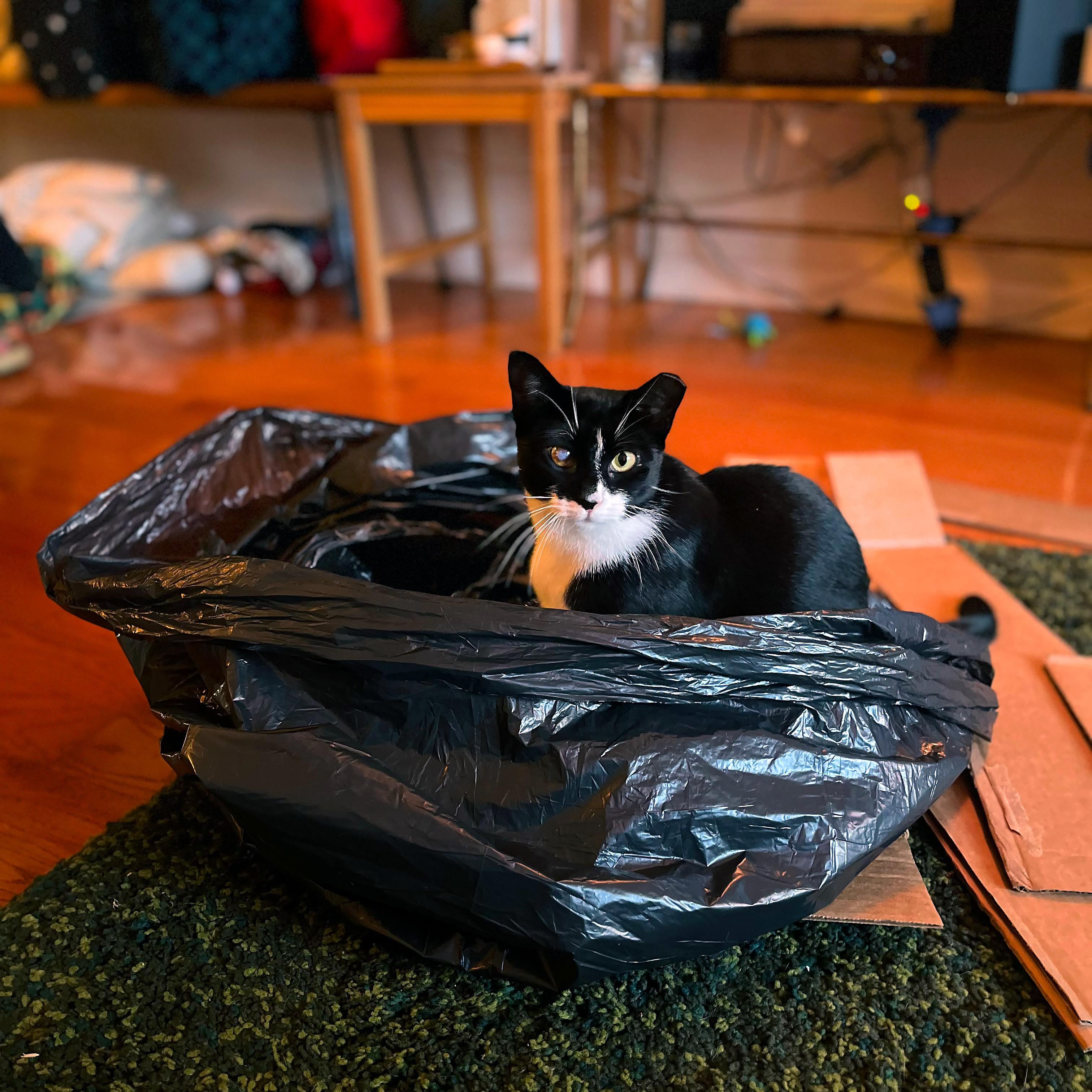 Enlarge Nora, a ADOPTABLE American Shorthair in New York, NY image 3/6