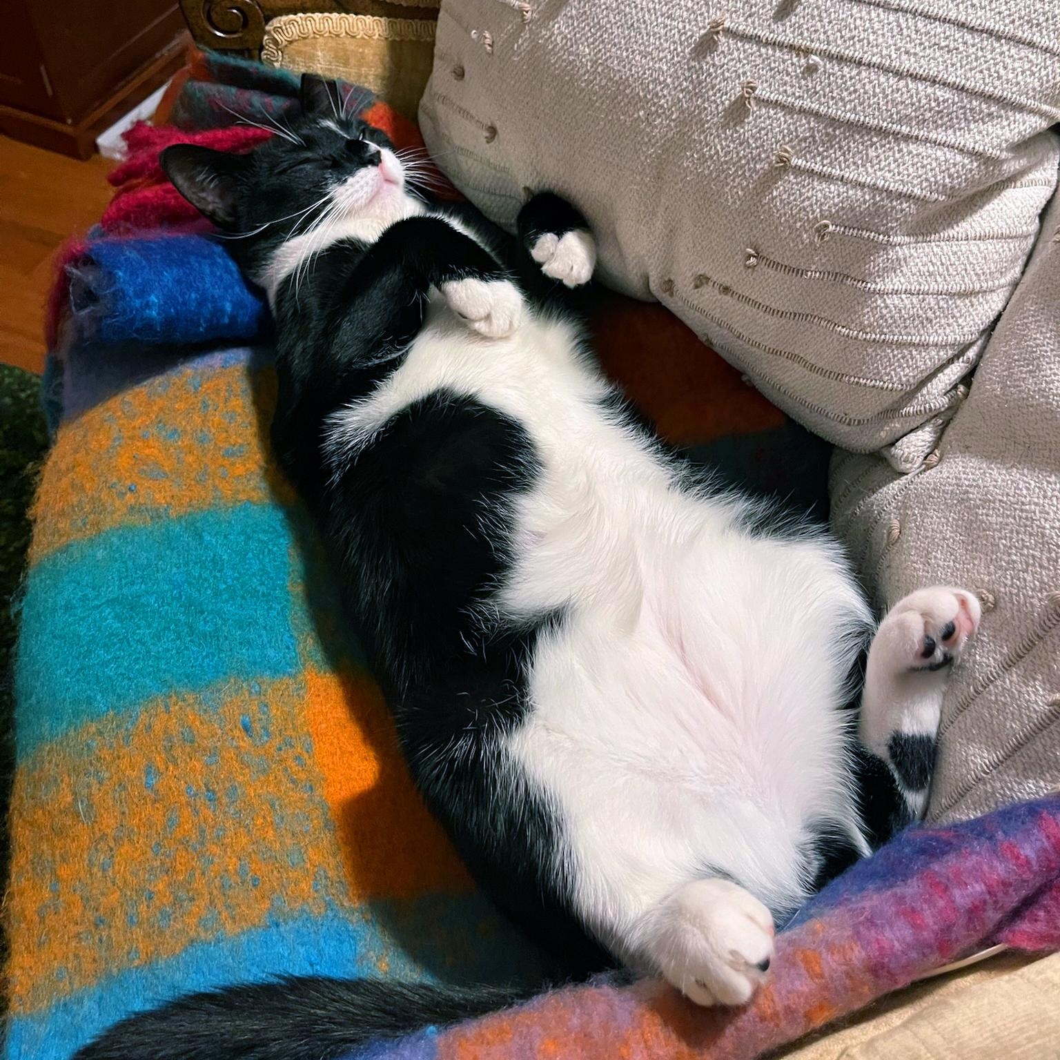 Enlarge Nora, a ADOPTABLE American Shorthair in New York, NY image 5/6