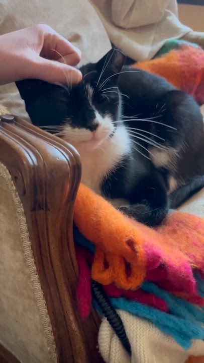 Enlarge Nora, a ADOPTABLE American Shorthair in New York, NY video 6/6