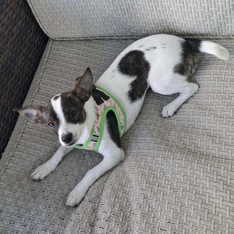 Enlarge Pebbles, a ADOPTABLE mixed breed in Milwaukee, WI image 3/6