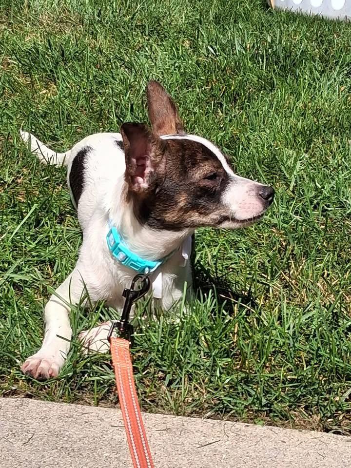 Enlarge Pebbles, a ADOPTABLE mixed breed in Milwaukee, WI image 6/6