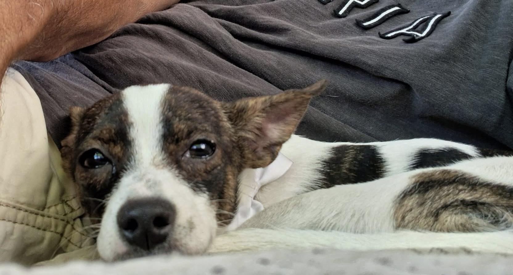 Enlarge Pebbles, a ADOPTABLE mixed breed in Milwaukee, WI image 2/6