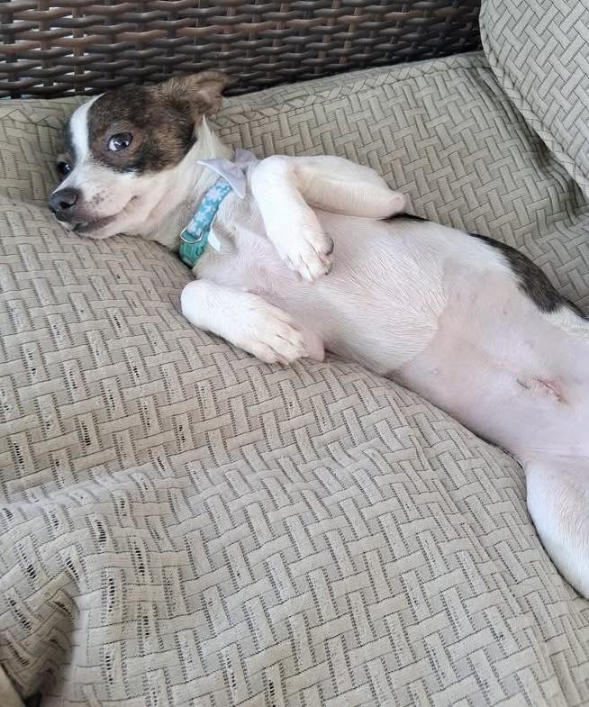 Enlarge Pebbles, a ADOPTABLE mixed breed in Milwaukee, WI image 5/6