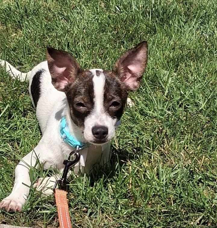 Enlarge Pebbles, a ADOPTABLE mixed breed in Milwaukee, WI image 1/6