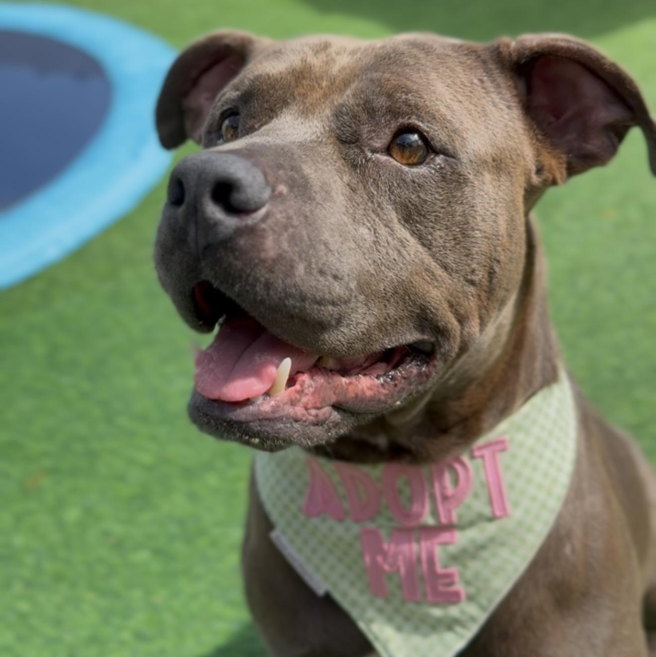 Mr. Piggy Pants, Adoptable, Adult Male Pit Bull Terrier.