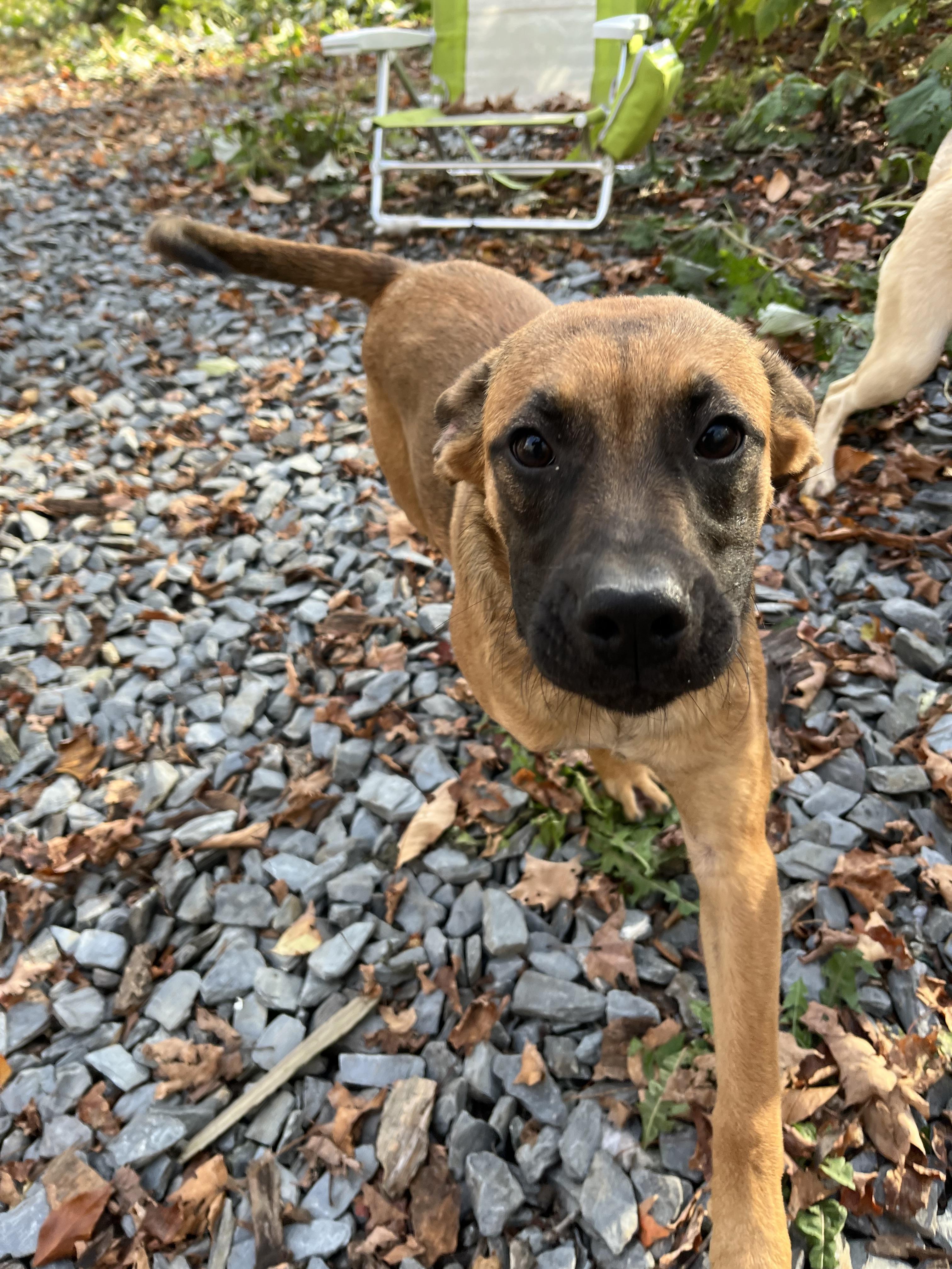 Enlarge Ja Dante, a Adoptable mixed breed in Portland, ME image 2/4
