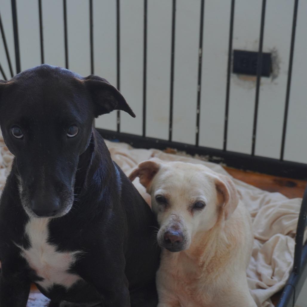 Enlarge Oma, a Adoptable Yellow Labrador Retriever in San Juan, PR image 1/6
