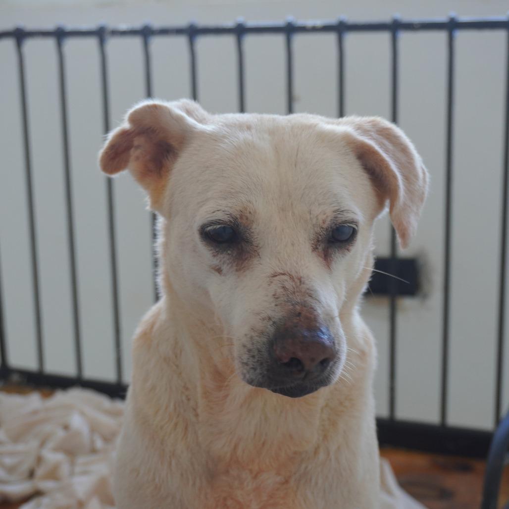 Enlarge Oma, a Adoptable Yellow Labrador Retriever in San Juan, PR image 2/6