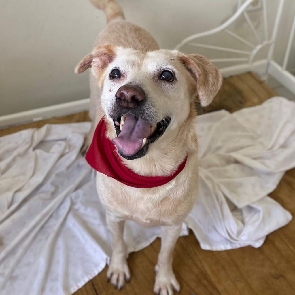 Enlarge Oma, a Adoptable Yellow Labrador Retriever in San Juan, PR image 3/6
