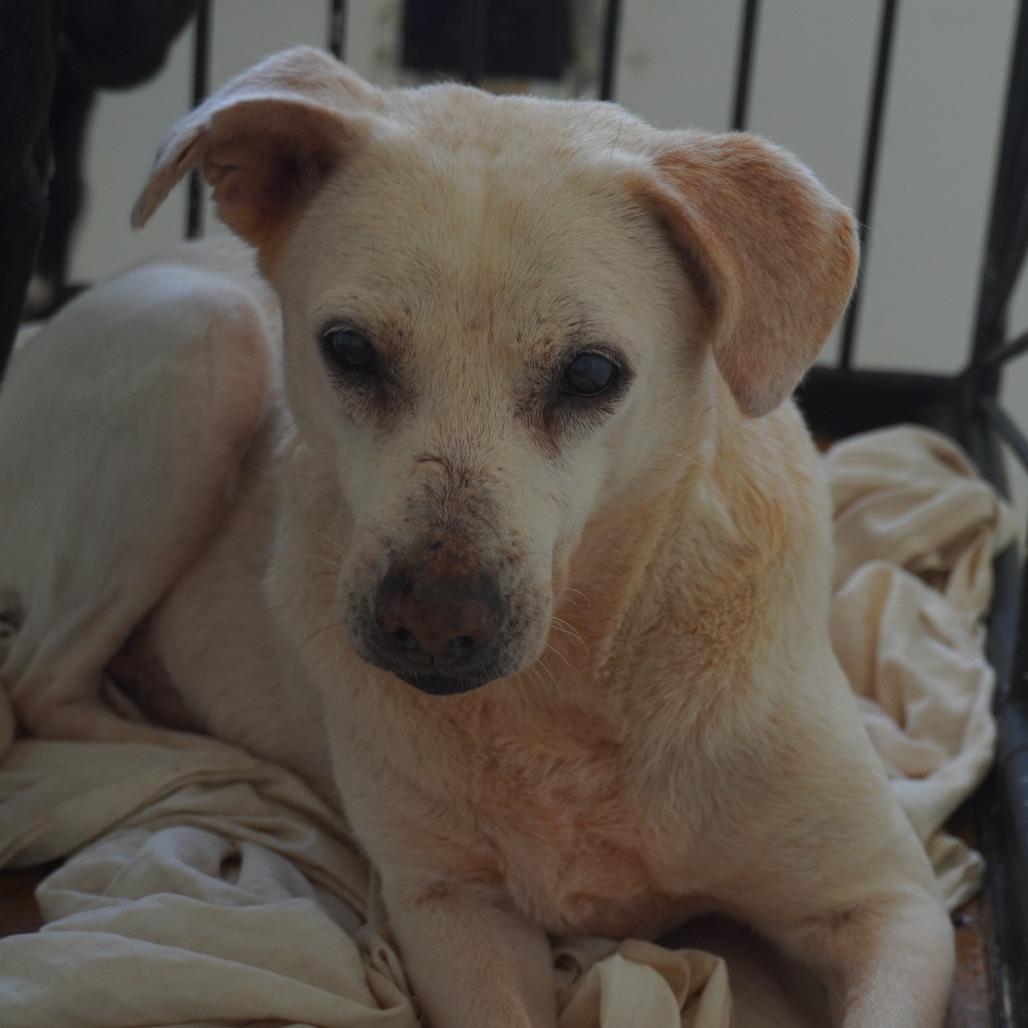 Enlarge Oma, a Adoptable Yellow Labrador Retriever in San Juan, PR image 4/6