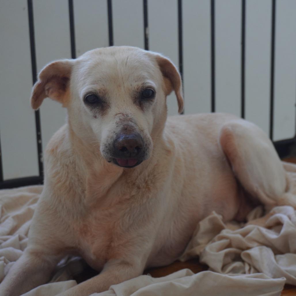 Enlarge Oma, a Adoptable Yellow Labrador Retriever in San Juan, PR image 5/6