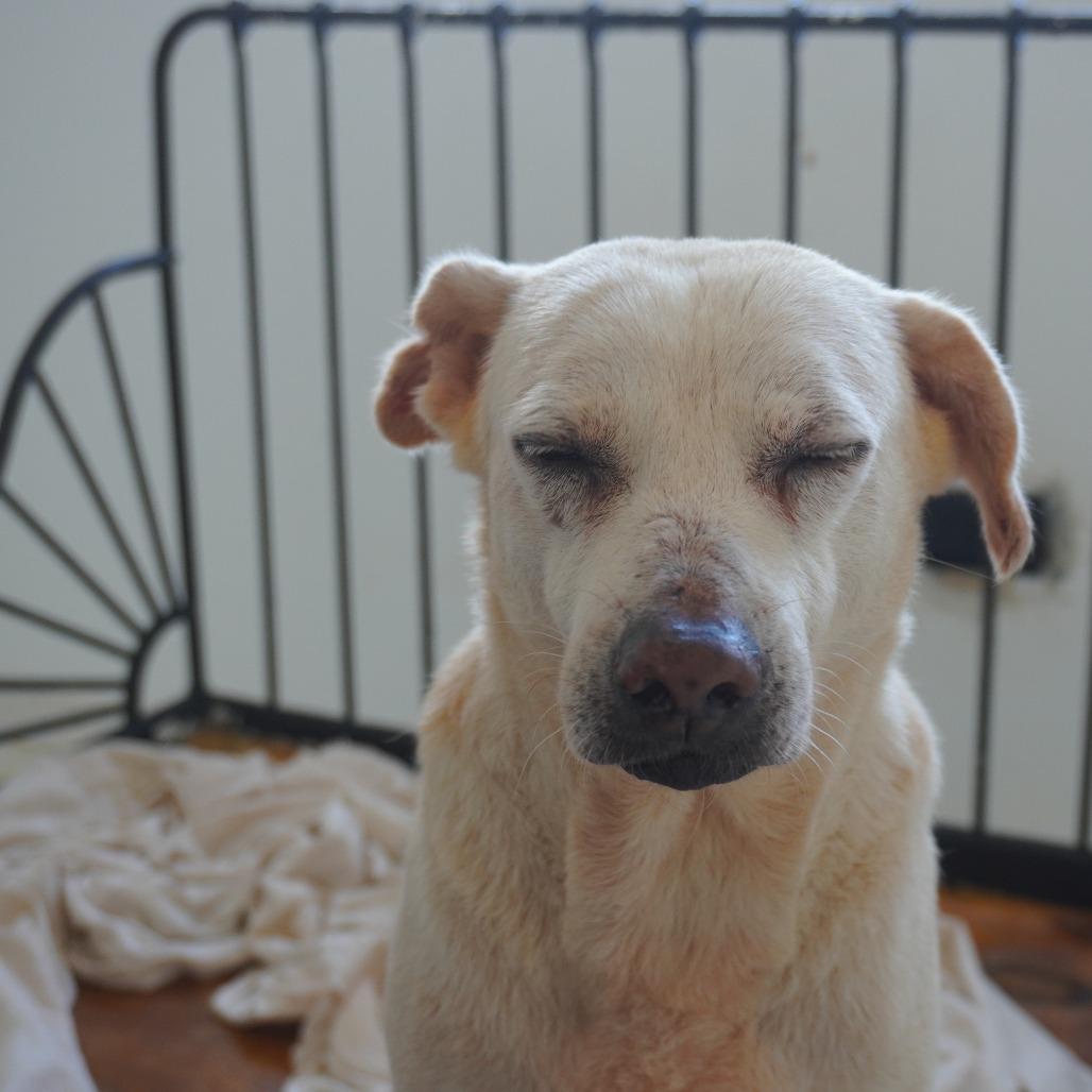 Enlarge Oma, a Adoptable Yellow Labrador Retriever in San Juan, PR image 6/6