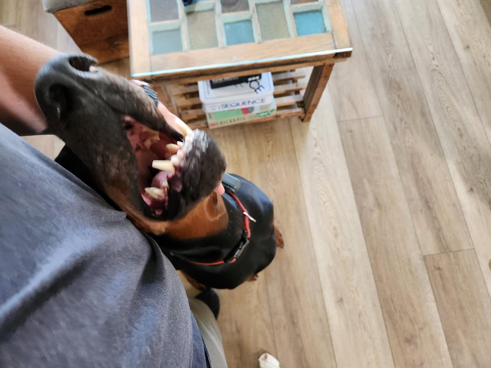 Enlarge Sieben, a Adopted Doberman Pinscher in St Petersburg, FL image 5/5