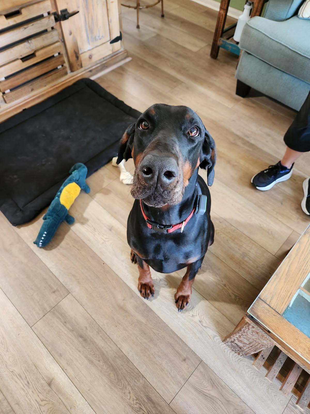 Enlarge Sieben, a Adopted Doberman Pinscher in St Petersburg, FL image 2/5