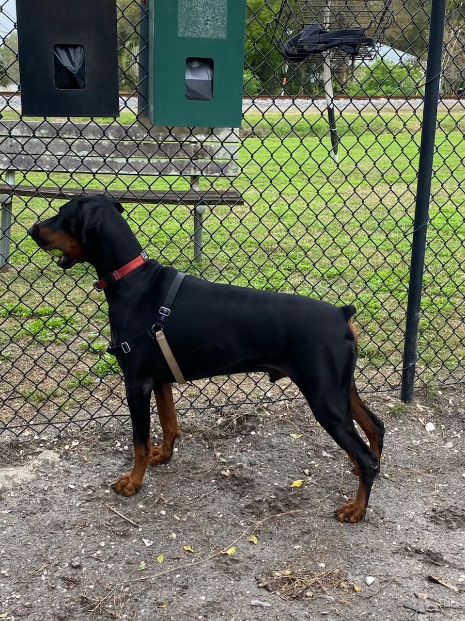 Enlarge Sieben, a Adopted Doberman Pinscher in St Petersburg, FL image 3/5