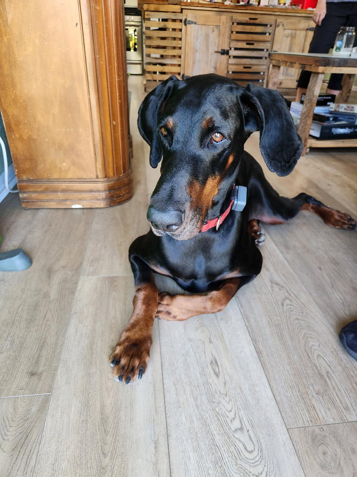 Enlarge Sieben, a Adopted Doberman Pinscher in St Petersburg, FL image 1/5