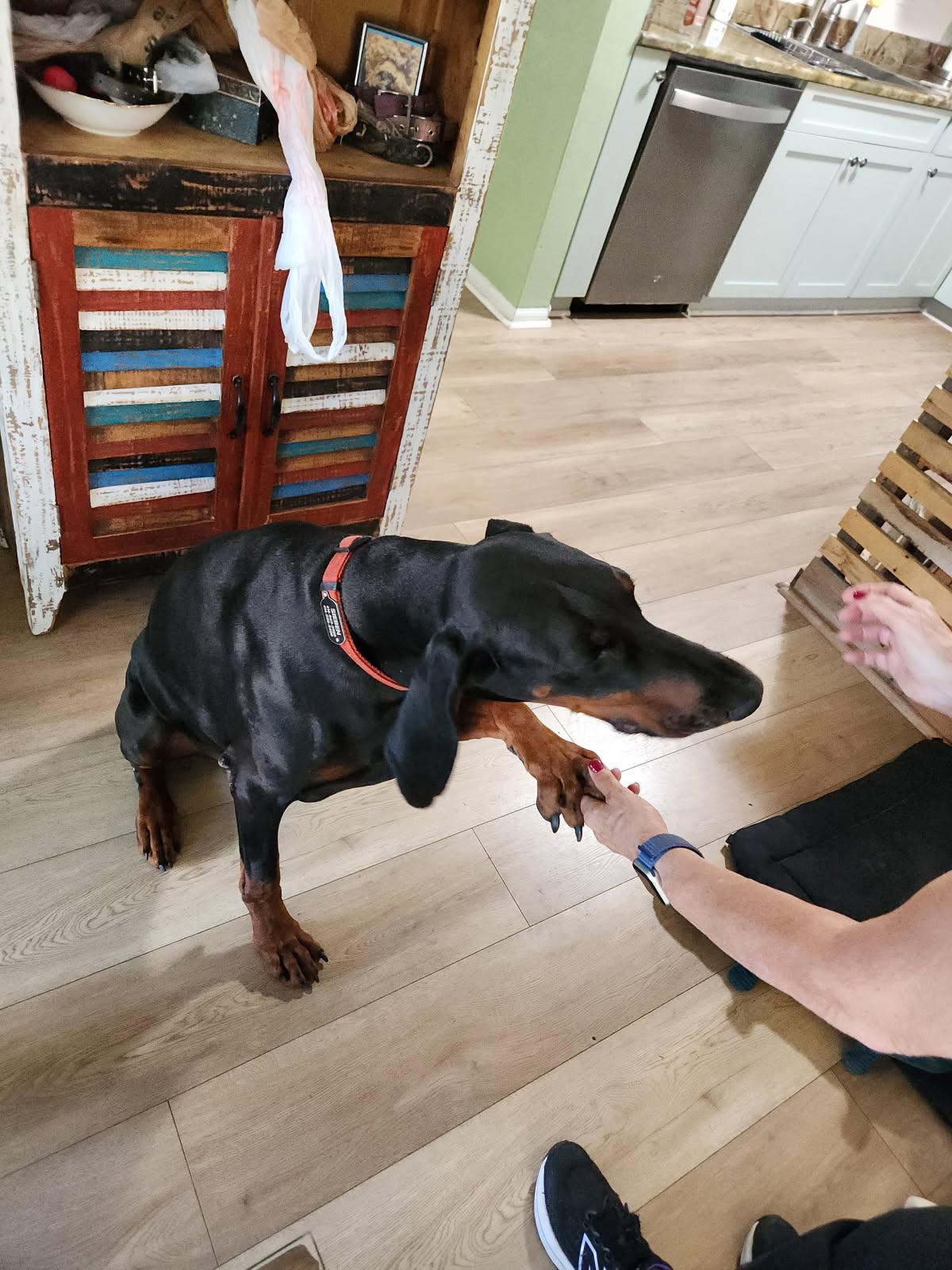 Enlarge Sieben, a Adopted Doberman Pinscher in St Petersburg, FL image 4/5