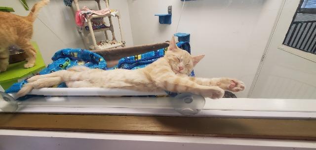 Theo, Adoptable, Kitten Male Domestic Short Hair.