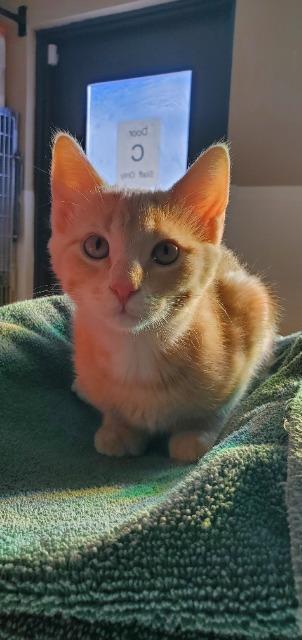 Theo, Adoptable, Kitten Male Domestic Short Hair.