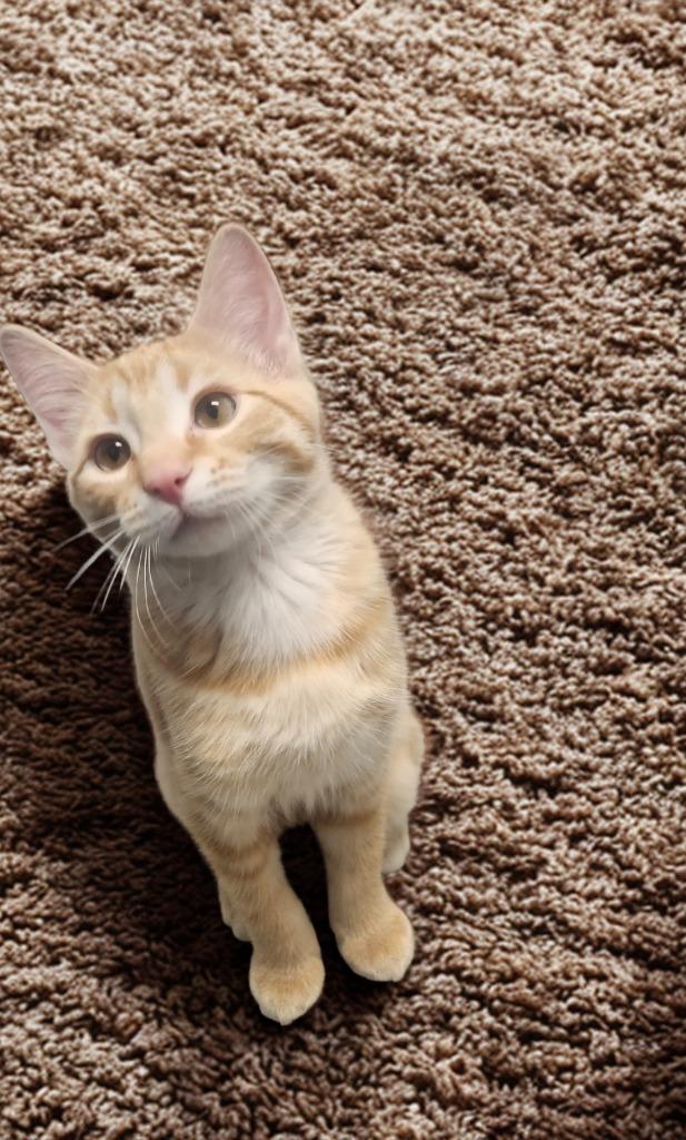 Enlarge Theo, a Adopted mixed breed in Barron, WI image 4/4