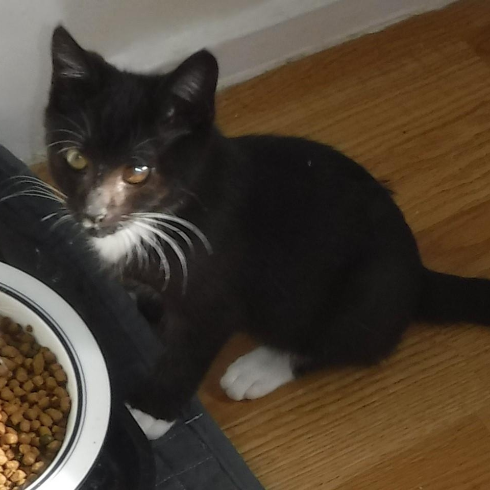 Enlarge Dean - Handsome & Fun, a Adoptable Tuxedo in Hoquiam, WA image 4/4