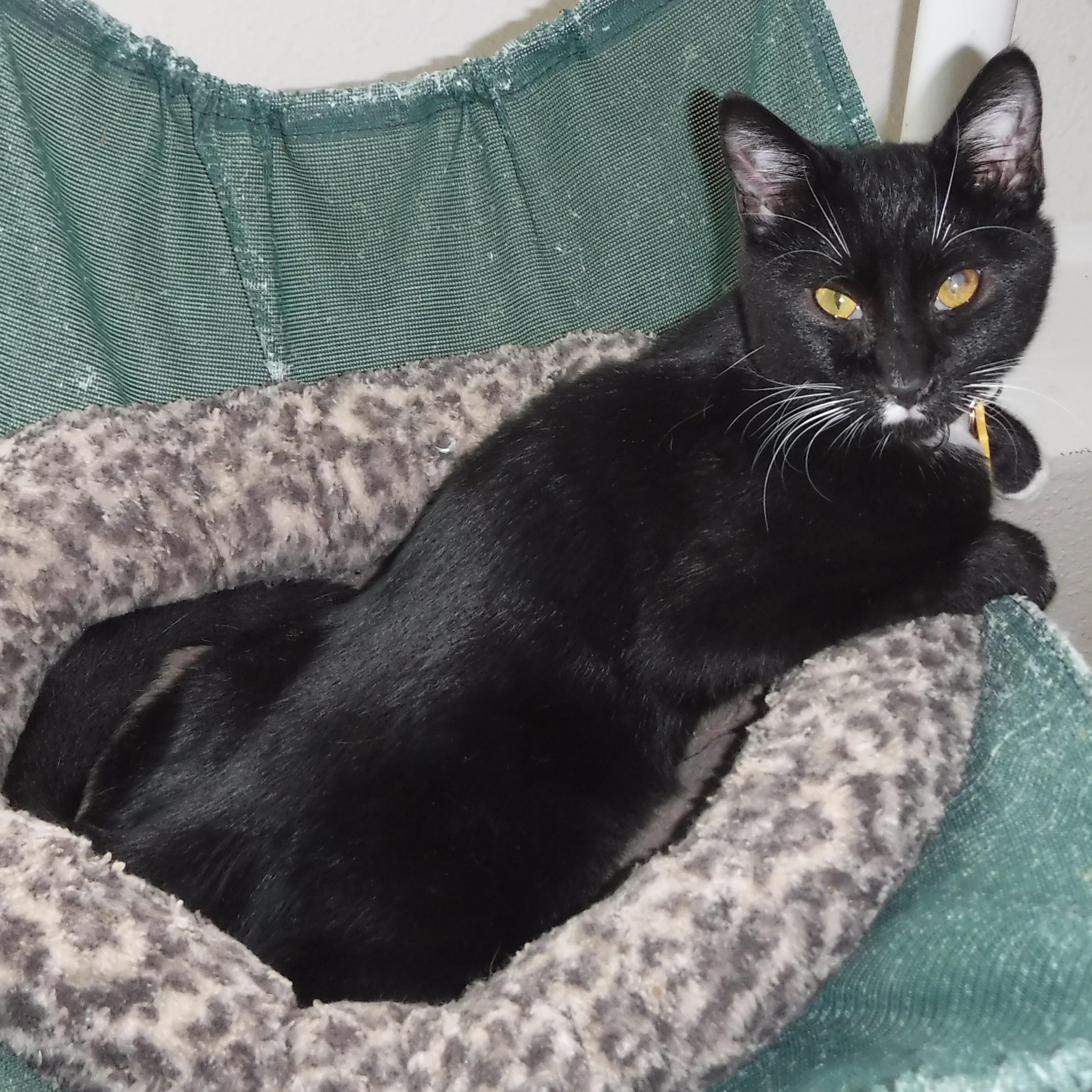 Dean - Handsome & Fun, Adoptable, Kitten Male Tuxedo.