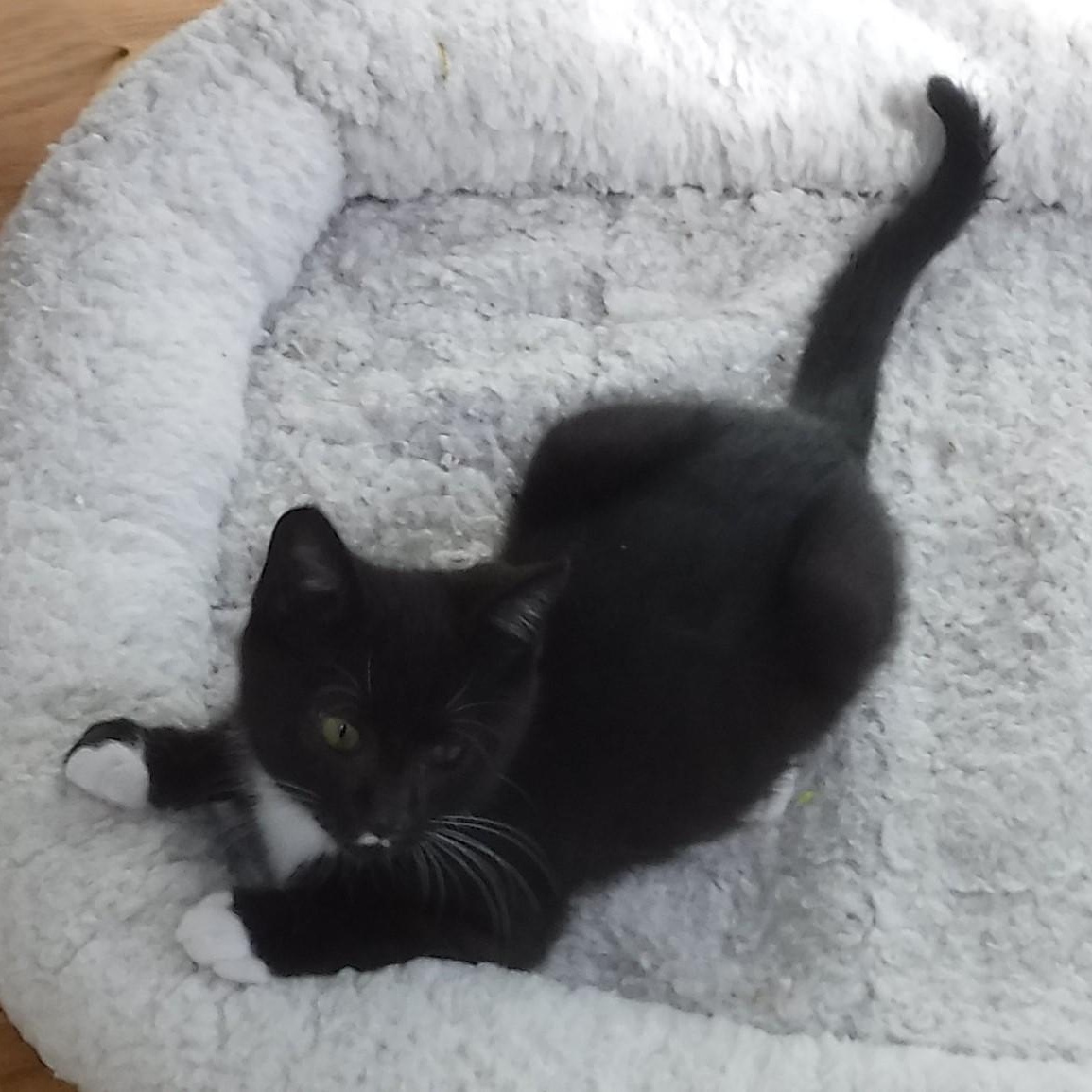 Enlarge Dean - Handsome & Fun, a Adoptable Tuxedo in Hoquiam, WA image 3/4