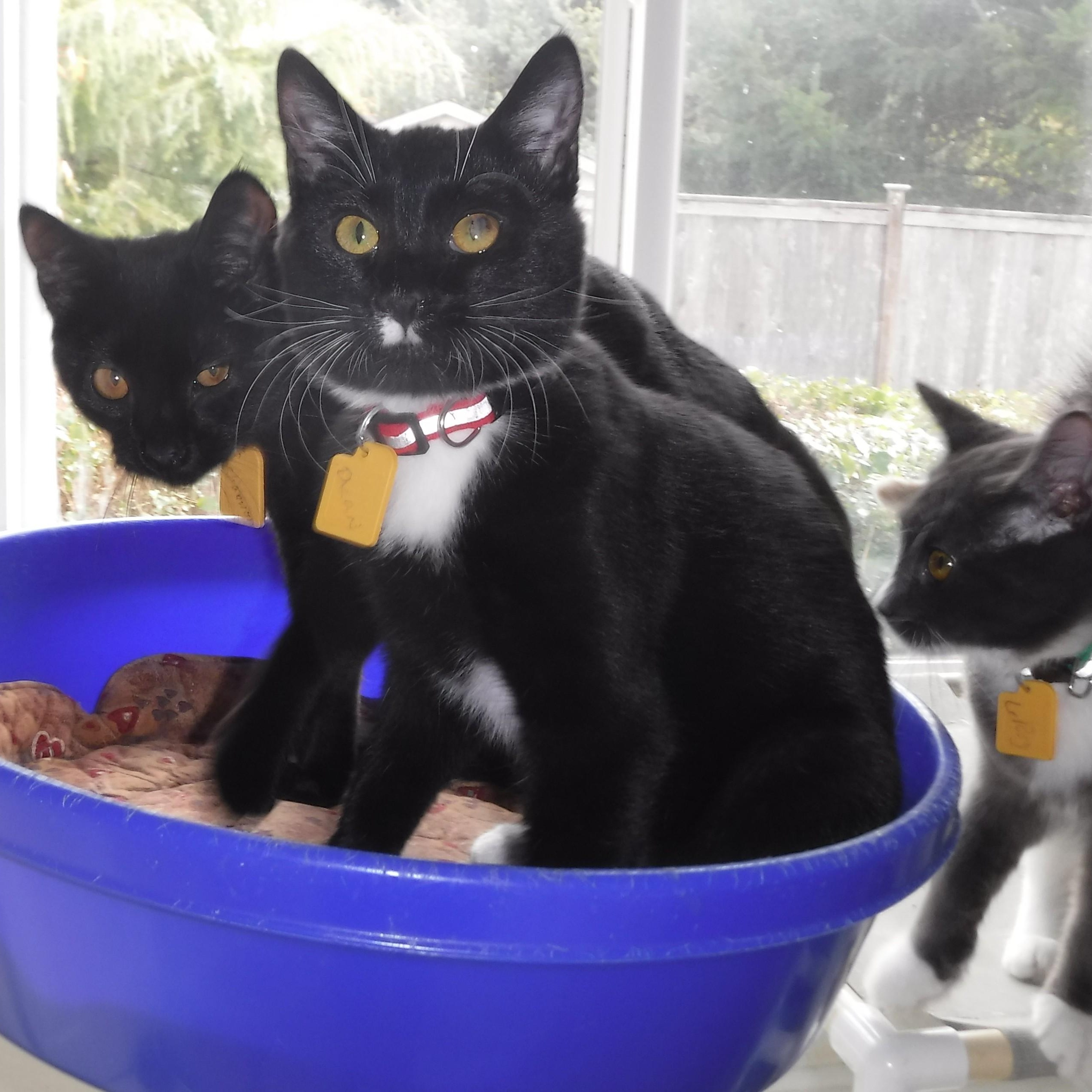 Enlarge Dean - Handsome & Fun, a Adoptable Tuxedo in Hoquiam, WA image 2/4