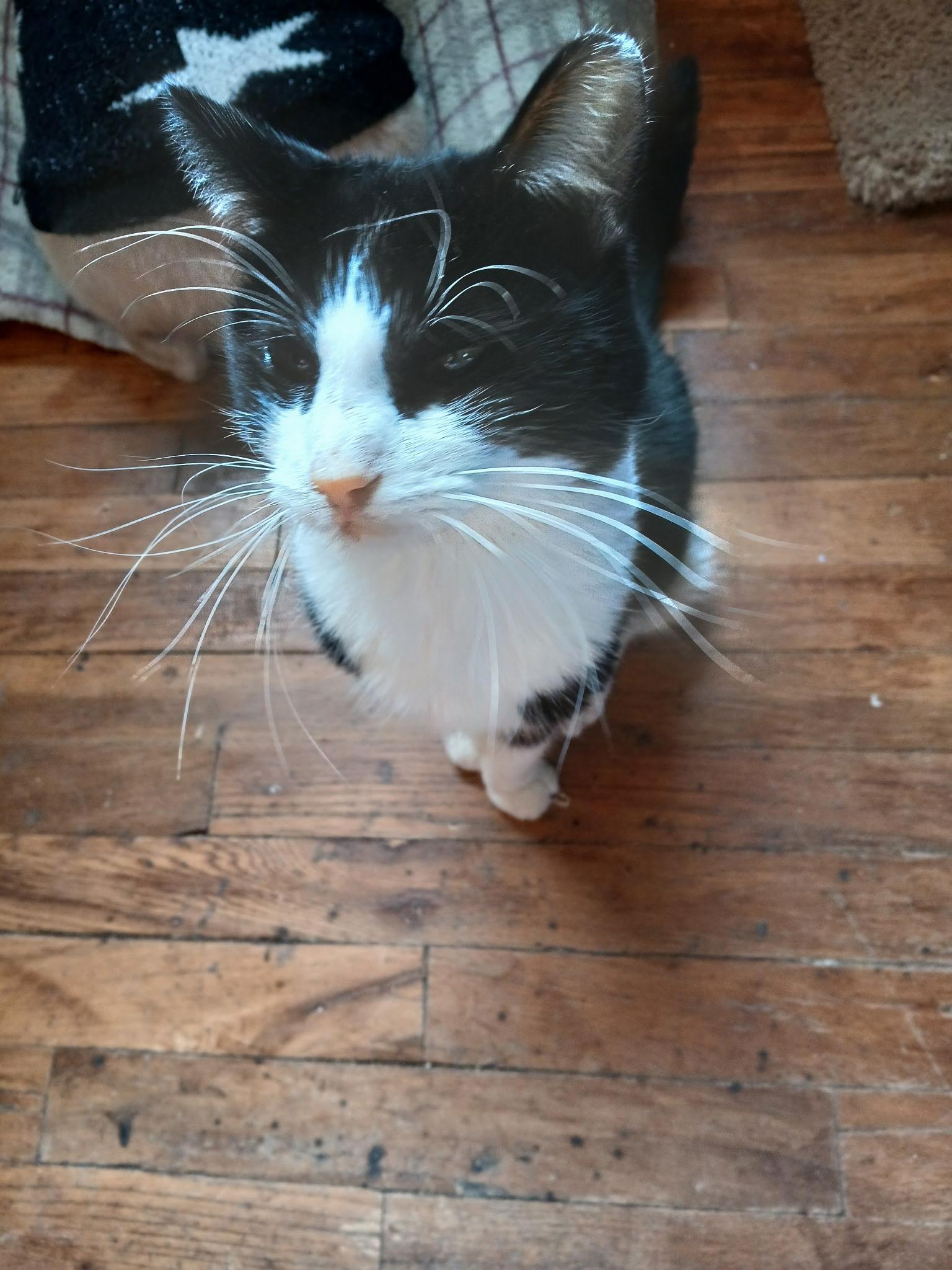Mr. Tuxedo, Adoptable, Adult Male American Shorthair.