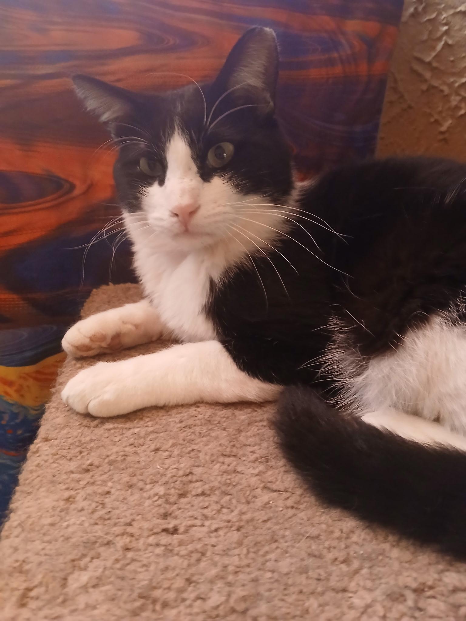 Mr. Tuxedo, a Adoptable American Shorthair in Twin Falls, ID image 2/3