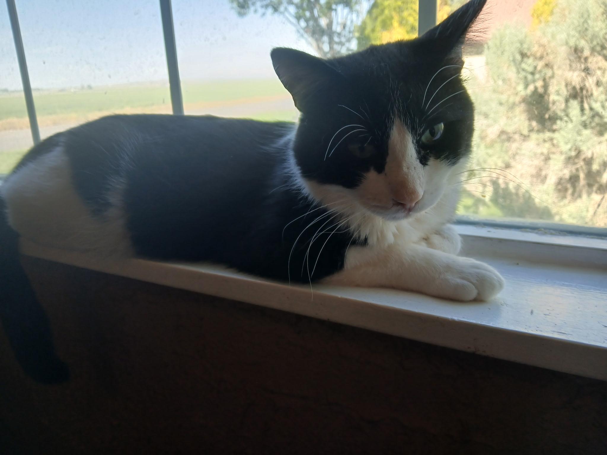 Mr. Tuxedo, a Adoptable American Shorthair in Twin Falls, ID image 3/3