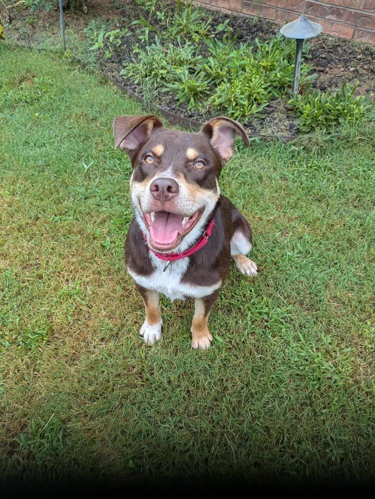 Otis, Adoptable, Young Male Australian Cattle Dog / Blue Heeler & Husky.