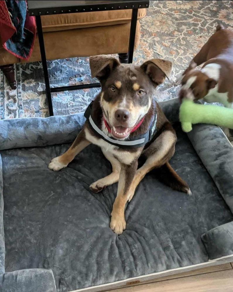 Otis, a Adoptable mixed breed in Shawnee, OK image 2/6