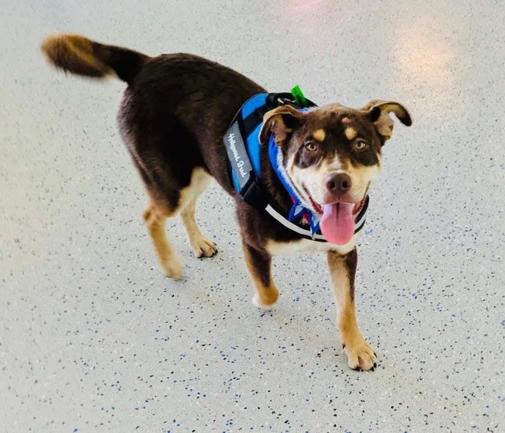 Otis, a Adoptable mixed breed in Shawnee, OK image 3/6